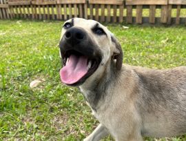 Nubea resgata 15 cães e animais aguardam adoção responsável em Criciúma