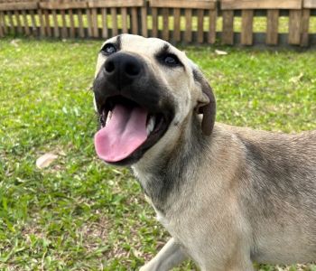 Nubea resgata 15 cães e animais aguardam adoção responsável em Criciúma