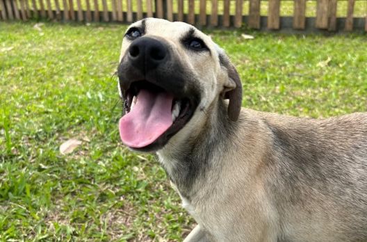 Nubea resgata 15 cães e animais aguardam adoção responsável em Criciúma