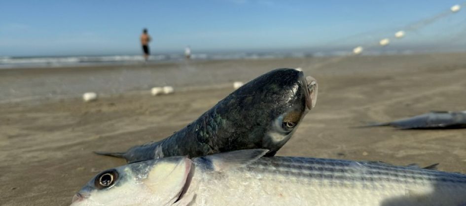 Santa Catarina deve ter acréscimo de 400 toneladas na cota...