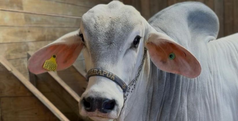 Festa do Agricultor de Lauro Müller começa nesta quinta com exposição de mais de 80 animais