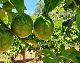 Plantio do maracujá começa nesta sexta feira no Sul catarinense  