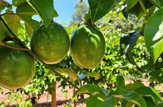Plantio do maracujá começa nesta sexta feira no Sul catarinense  