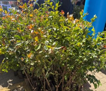 Araranguá distribui 500 mudas em ação pelo Dia Internacional da Árvore