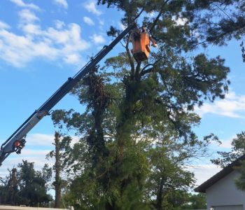 Defesa Civil inicia poda preventiva em Araranguá