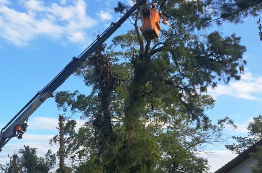 Defesa Civil inicia poda preventiva em Araranguá