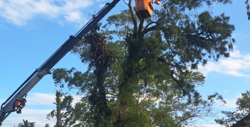 Defesa Civil inicia poda preventiva em Araranguá