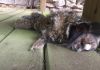 Araranguá: Sagui é encontrado morto e possibilidade de febre amarela não está descartada