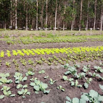 Suporte técnico auxilia nas demandas da agricultura