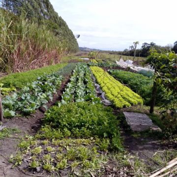 Suporte técnico auxilia nas demandas da agricultura