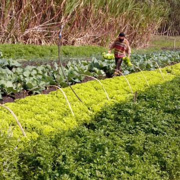 Suporte técnico auxilia nas demandas da agricultura