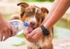 Tudo o que você precisa saber para passear com pets em dias quentes