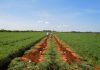 Melhoramento genético traz tecnologia para a cadeia produtiva da horticultura