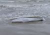 Filhote de baleia encalha na Praia da Lagoinha