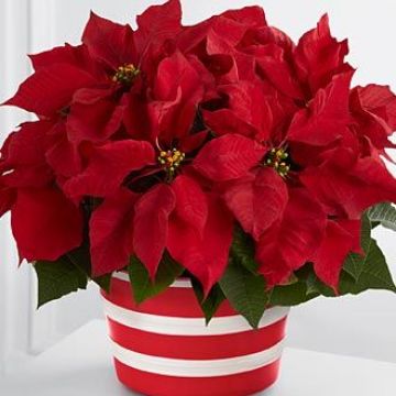 Ideias para decoração para as festas de fim de ano