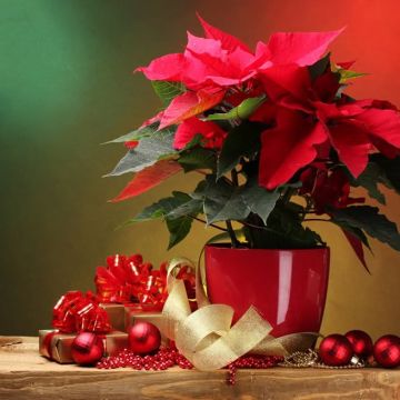 Ideias para decoração para as festas de fim de ano