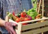 Alimentação sustentável: agricultura familiar movimenta a economia no país   e contribui para preservação do meio ambiente
