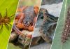 Saúde orienta como evitar acidentes com animais peçonhentos