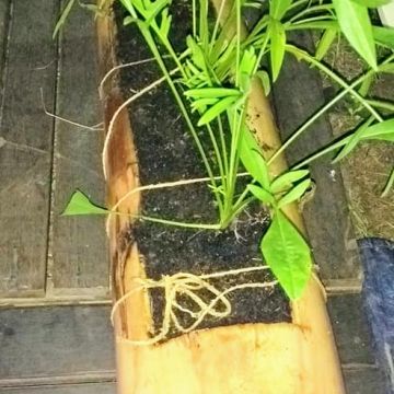 Oficina gratuita dá dicas de paisagismo 