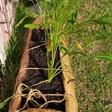 Oficina gratuita dá dicas de paisagismo 