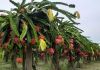 Pitaya: uma das fontes de renda do agricultor criciumense