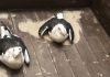 ONG EDUCAMAR  resgata gaivotas atingidas por ciclone