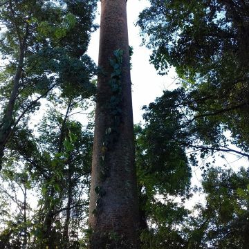 Chaminé do antigo Engenho Belinzoni, que faz parte da história do município, segue abandonado