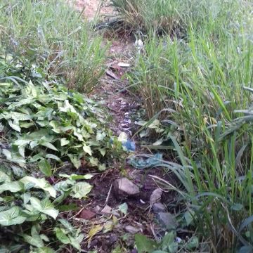 Chaminé do antigo Engenho Belinzoni, que faz parte da história do município, segue abandonado