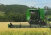 Cooperja desde 2017 tem recebimento superior a 4 milhões de sacas de Arroz
