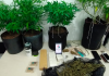21 pés de maconha são apreendidos no bairro Coloninha