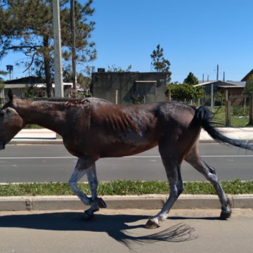 Animais soltos em Balneário Gaivota geram protestos dos moradores