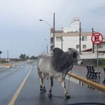 Animais soltos em Balneário Gaivota geram protestos dos moradores