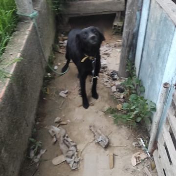 Polícia Civil de Turvo resgata cãozinho vítima de maus tratos
