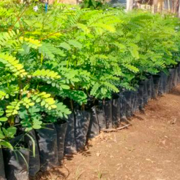 SAMAE recebe 500 mudas para plantio no Parque Belinzoni