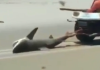 Tubarão é arrastado, torturado e morto por banhistas