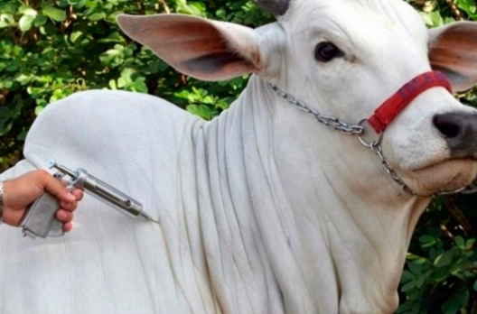 Rebanho bovino terá exames preventivos contra Tuberculose e Brucelose em Meleiro