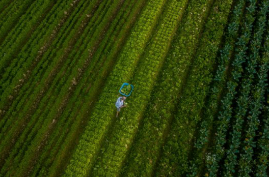 Santa Catarina alcança o maior valor de produção agropecuária da história