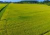 Cooperja multiplica nova cultivar de arroz lançamento da Epagri: SCS125