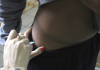 Dia ‘D’ contra a Influenza é nesta quarta-feira em Criciúma