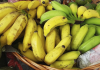 Agricultores de Criciúma podem pedir mudas gratuitas de banana até agosto