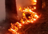 Foto impressionante mostra cobra fugindo de incêndio em SC