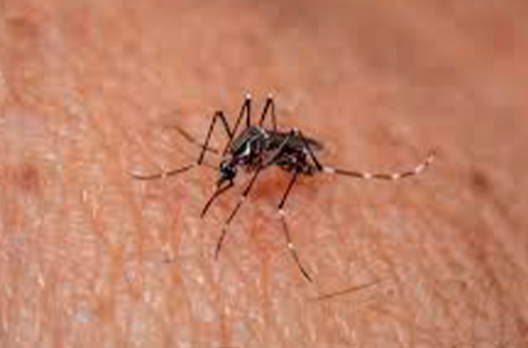 Sombrio realiza novas ações de combate à dengue