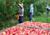 Exportações de maçãs e suínos são destaque no Boletim Agropecuário de abril
